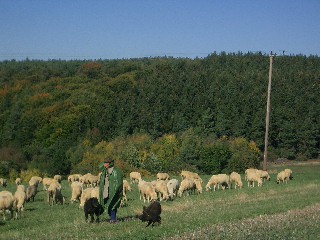 Schafherd oberhalb von Steckenroth